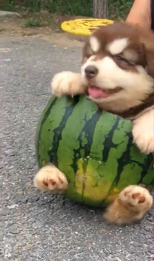 吃瓜狗全部,揭秘娱乐圈背后的真实故事