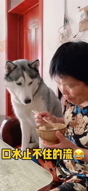 吃瓜小馋狗上线