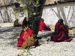 藏语吃瓜,趣味解读与文化交流