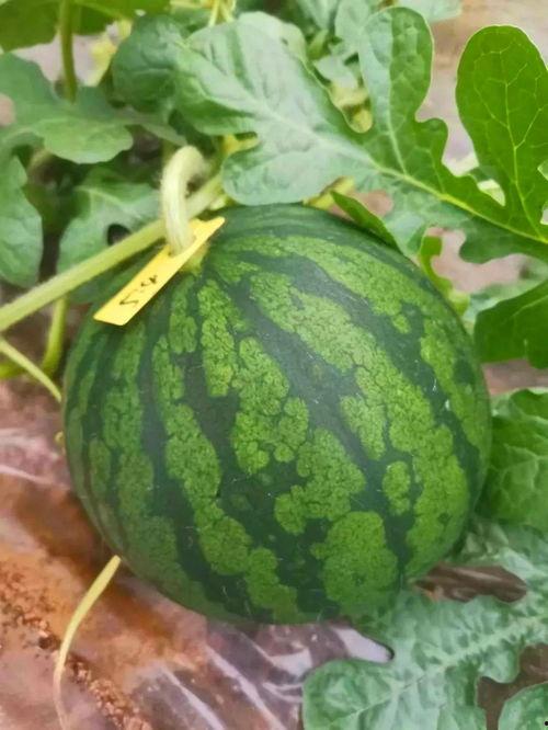 吃瓜叶好吗,吃瓜叶的益处与注意事项