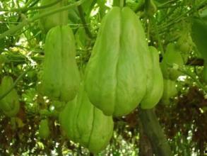 月子吃佛手瓜,佛手瓜助力产后营养恢复