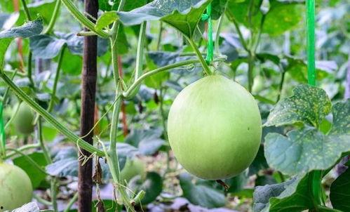 拉嗓子吃瓜,揭秘网络热词背后的趣味与思考