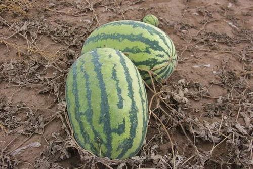 吃瓜小牟,揭秘娱乐圈背后的那些事儿