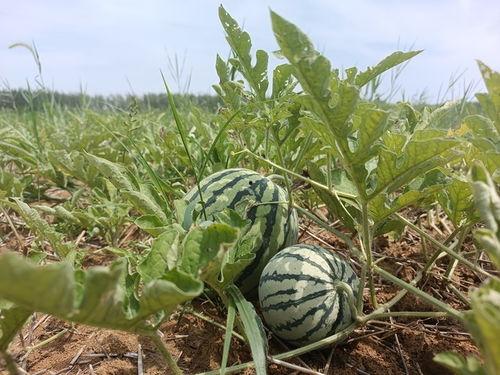 合肥北城吃瓜事件视频,一场引发热议的网络围观纪实