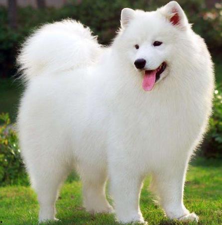 白狗吃哈密瓜视频