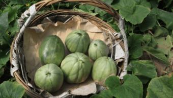 阿婆吃瓜的视频,趣味横生的乡村生活瞬间