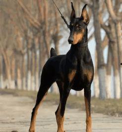 杜宾犬吃瓜现场图片视频